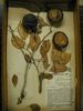 historical herbarium sample